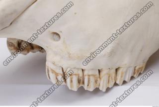 Photo Reference of Animal Teeth